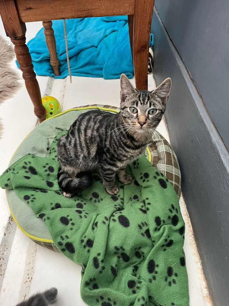 Stacey, Buddy, and four kittens available for adoption at JBay Animal Rescue Sanctuary in Jeffreys Bay.