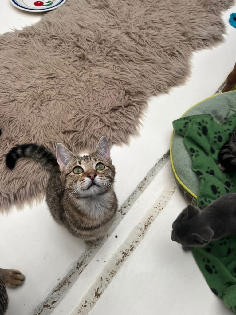 Stacey, Buddy, and four kittens available for adoption at JBay Animal Rescue Sanctuary in Jeffreys Bay.