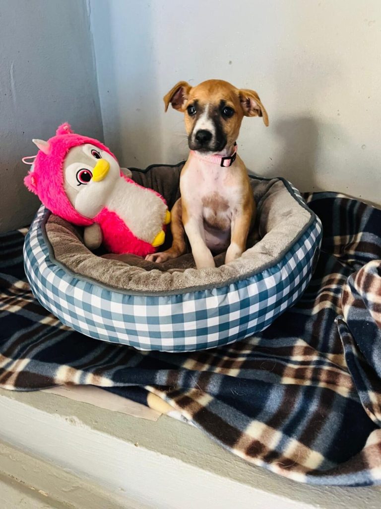JBay Animal Rescue Sanctuary in Jeffreys Bay is seeking forever homes for several adorable dogs, including Gracie, Gemma, Mia and June.