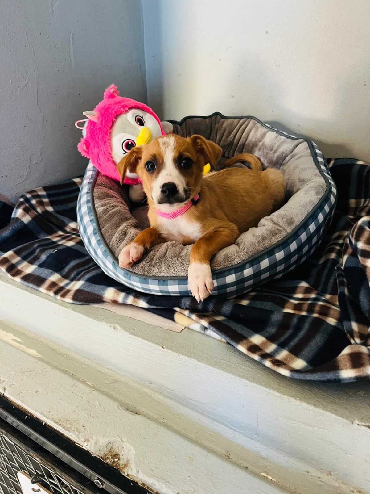 JBay Animal Rescue Sanctuary in Jeffreys Bay is seeking forever homes for several adorable dogs, including Gracie, Gemma, Mia and June.