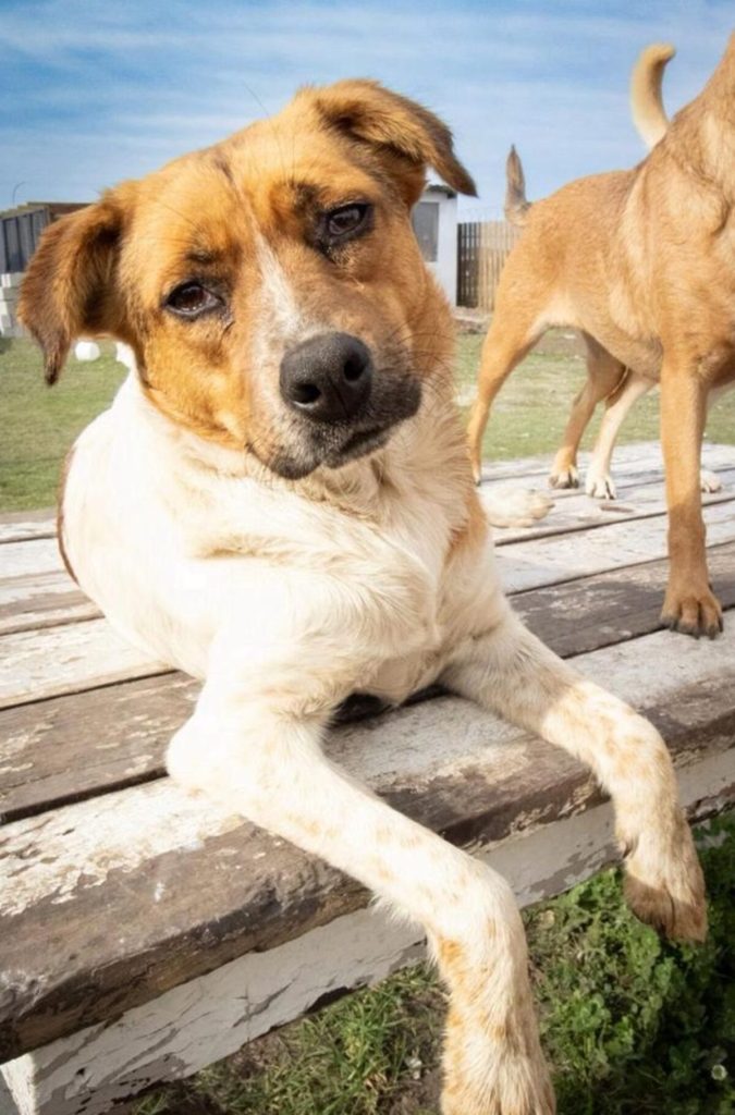 JBay Animal Rescue Sanctuary in Jeffreys Bay is seeking forever homes for several adorable dogs, including Gracie, Gemma, Mia and June.