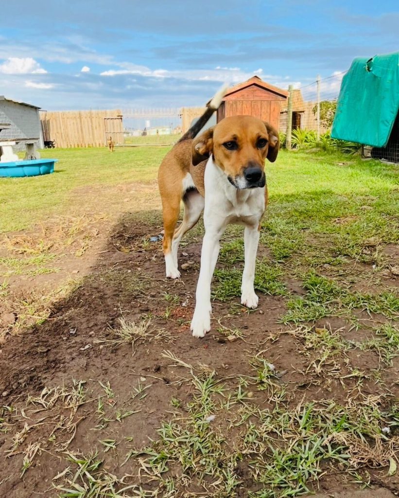 JBay Animal Rescue Sanctuary in Jeffreys Bay is seeking forever homes for several adorable dogs, including Gracie, Gemma, Mia and June.