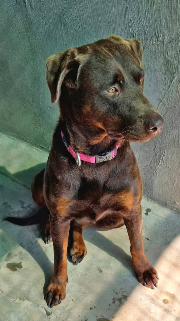 Humansdorp SPCA Assisi is calling on compassionate community members to volunteer and help care for vulnerable animals across the Kouga region.