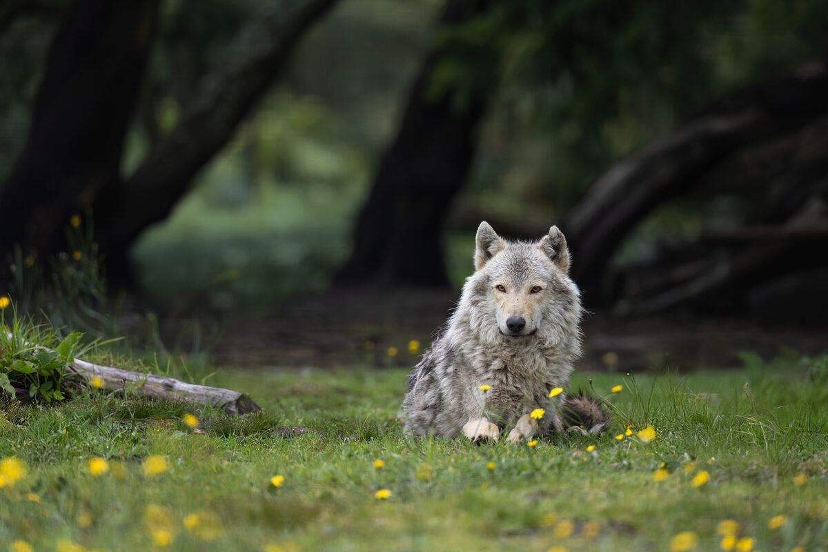 Tsitsikamma Wolf Sanctuary recovers after May flooding.