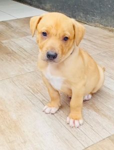 JBay Animal Rescue seeks loving homes for four dogs