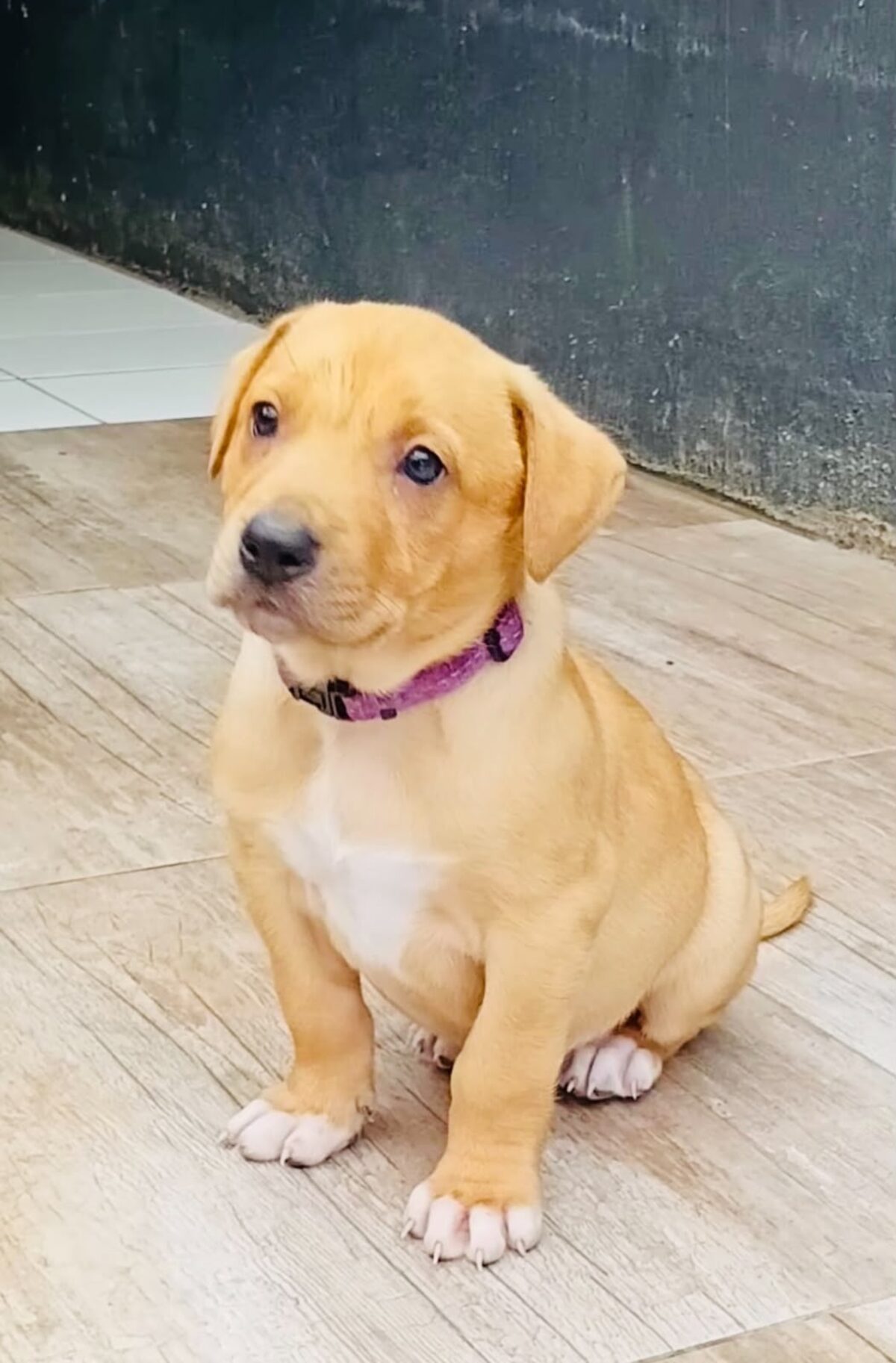 The JBay Animal Rescue Sanctuary, which sterilises at least 80 animals every month in the Kouga region, is in Ocean View Township in Jeffreys Bay.