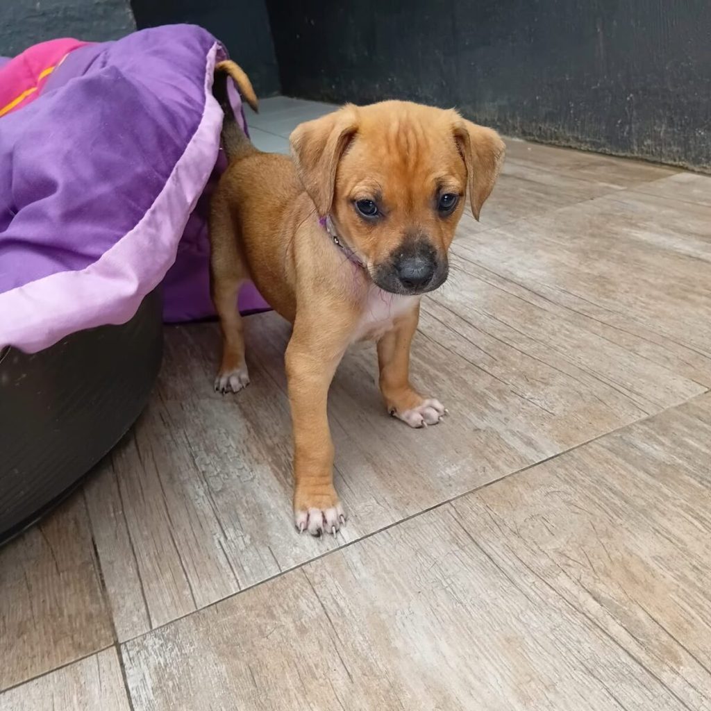 JBay Animal Rescue seeks loving homes for four dogs.