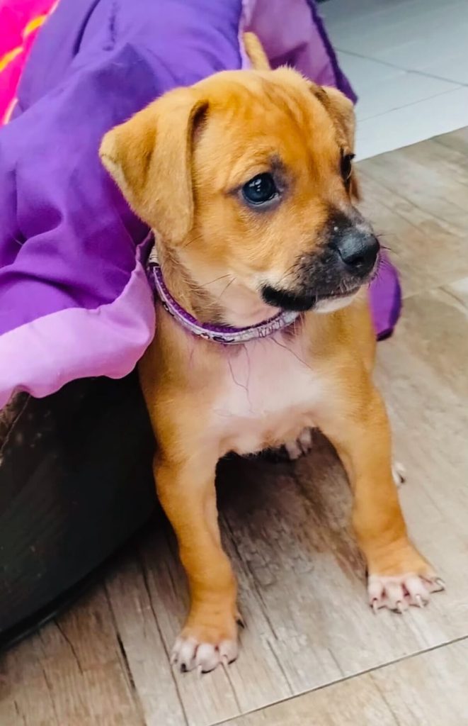 The JBay Animal Rescue Sanctuary, which sterilises at least 80 animals every month in the Kouga region, is in Ocean View Township in Jeffreys Bay.