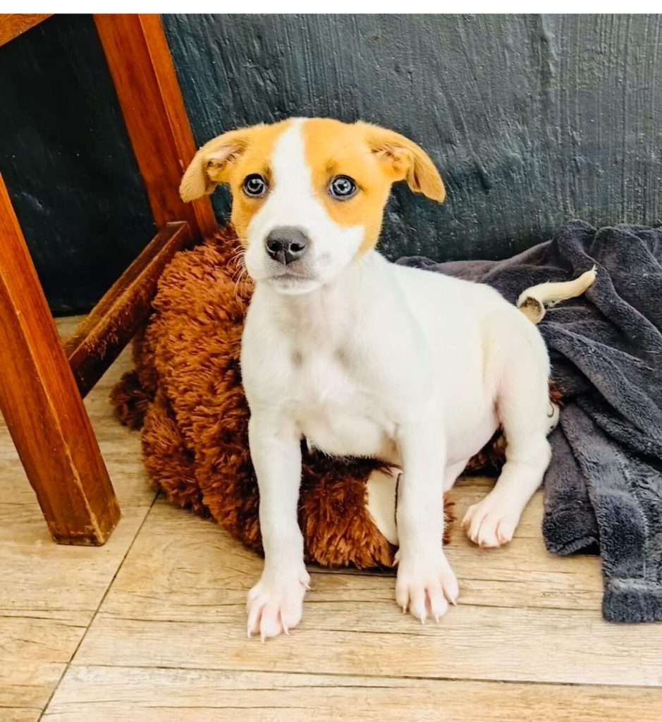 The JBay Animal Rescue Sanctuary, which sterilises at least 80 animals every month in the Kouga region, is in Ocean View Township in Jeffreys Bay.