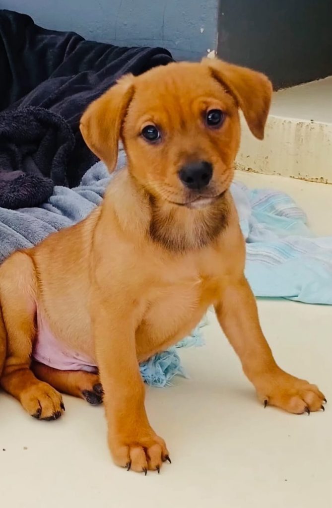The JBay Animal Rescue Sanctuary, which sterilises at least 80 animals every month in the Kouga region, is in Ocean View Township in Jeffreys Bay.