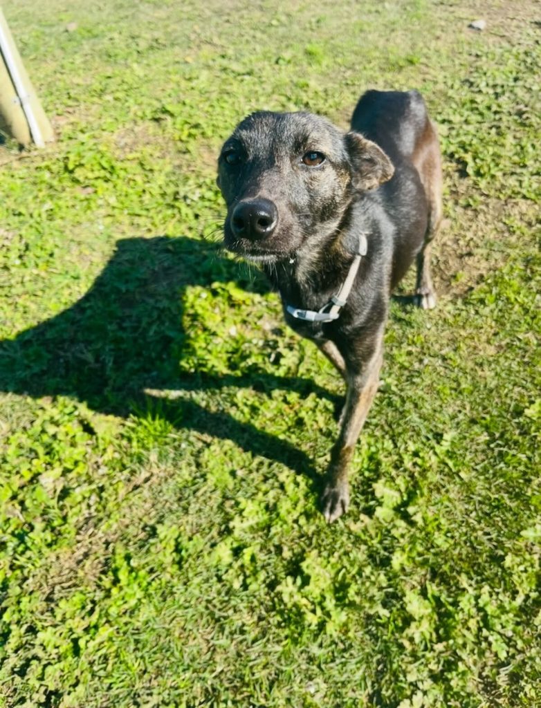 JBay Animal Rescue seeks loving homes for four dogs.