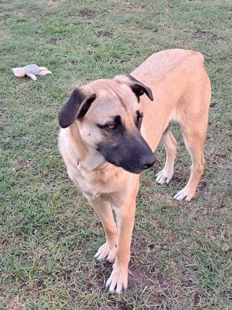 JBay Animal Rescue seeks loving homes for four dogs.