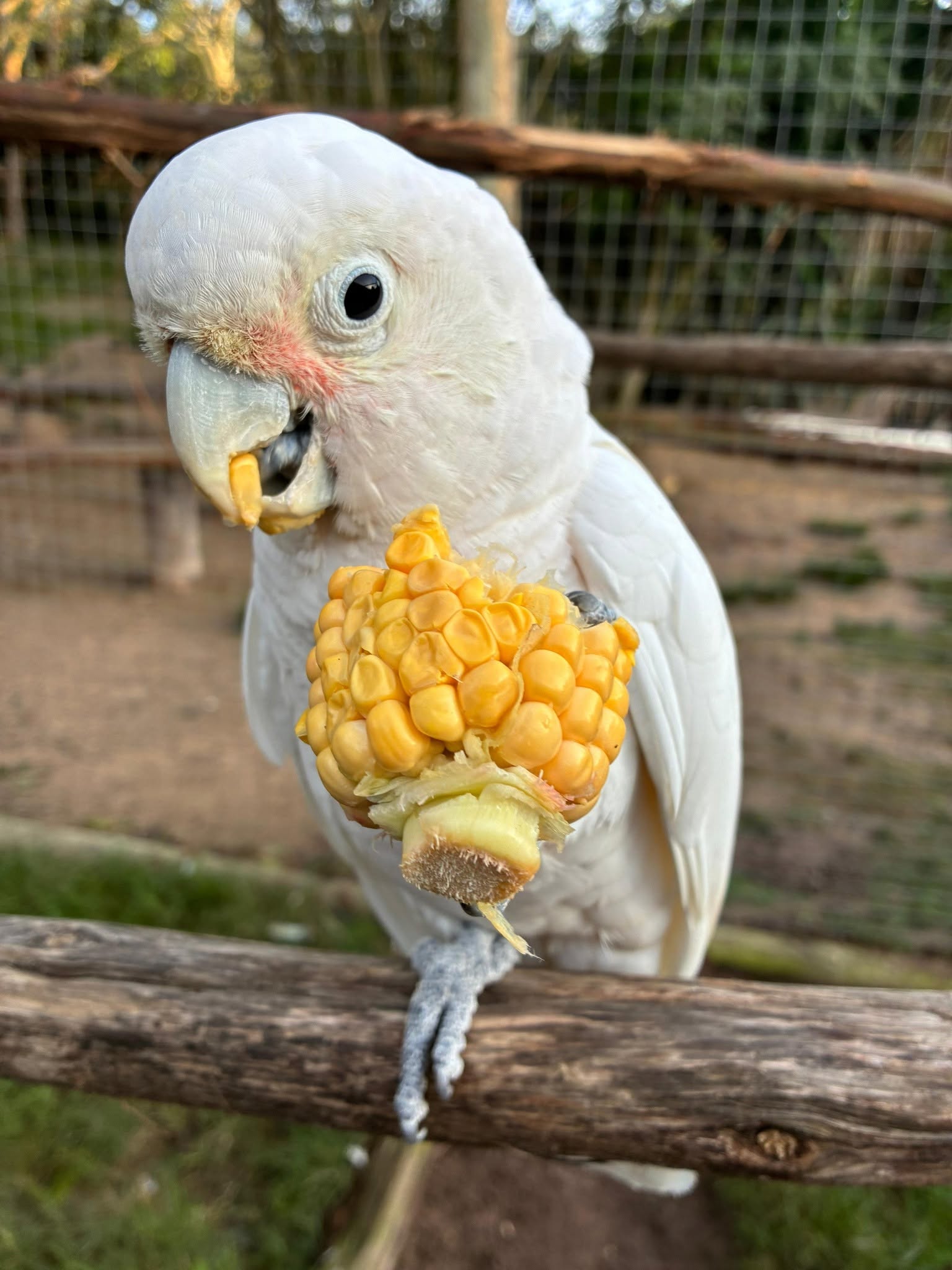 African Dawn Bird and Wildlife Sanctuary fundraiser in Thornhill.