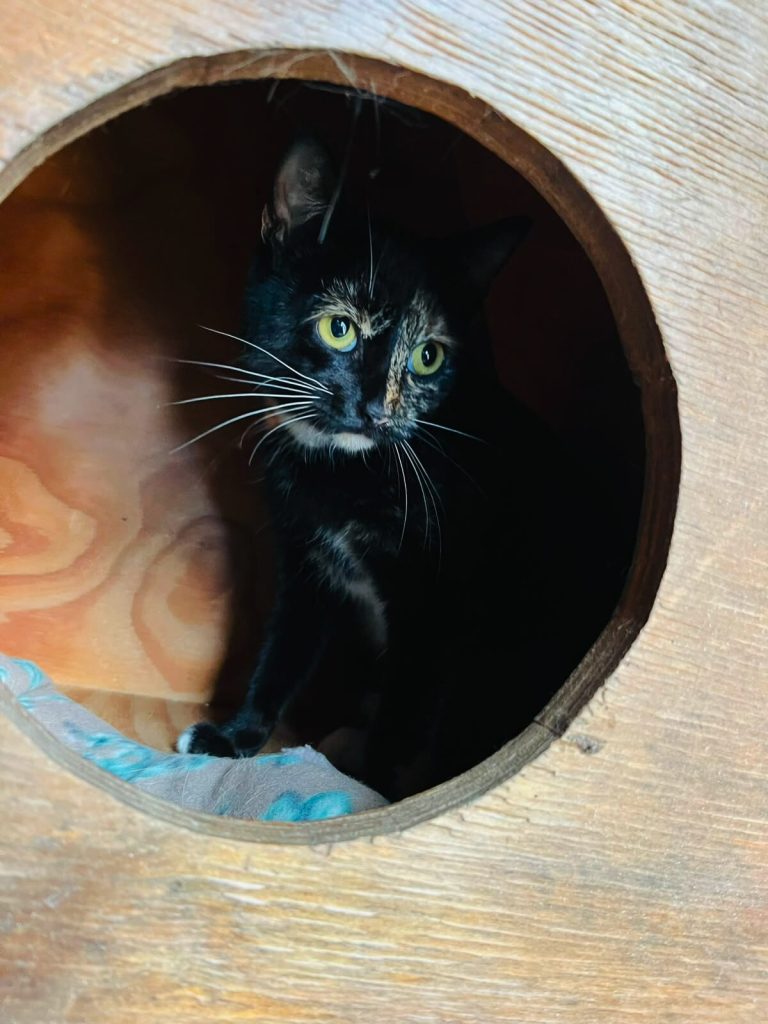 JBay Animal Rescue Sanctuary seeks homes for rescued dogs and cats in Jeffreys Bay.
