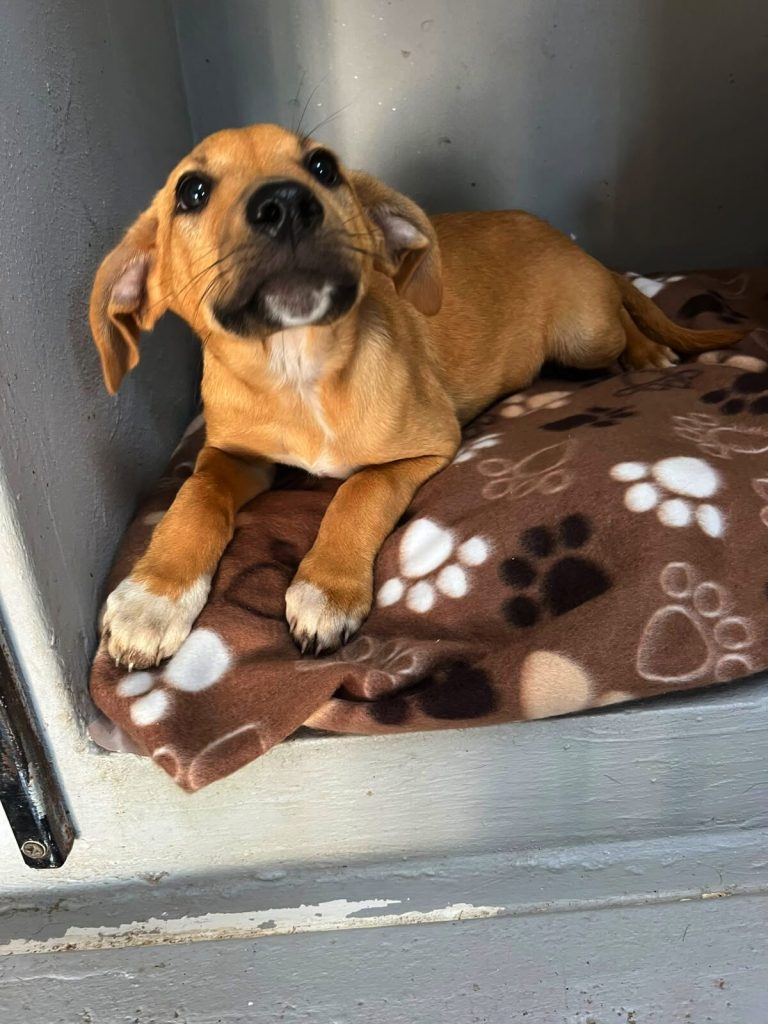 JBay Animal Rescue Sanctuary seeks homes for rescued dogs and cats in Jeffreys Bay.
