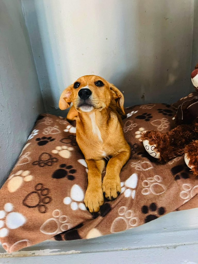 JBay Animal Rescue Sanctuary seeks homes for rescued dogs and cats in Jeffreys Bay.