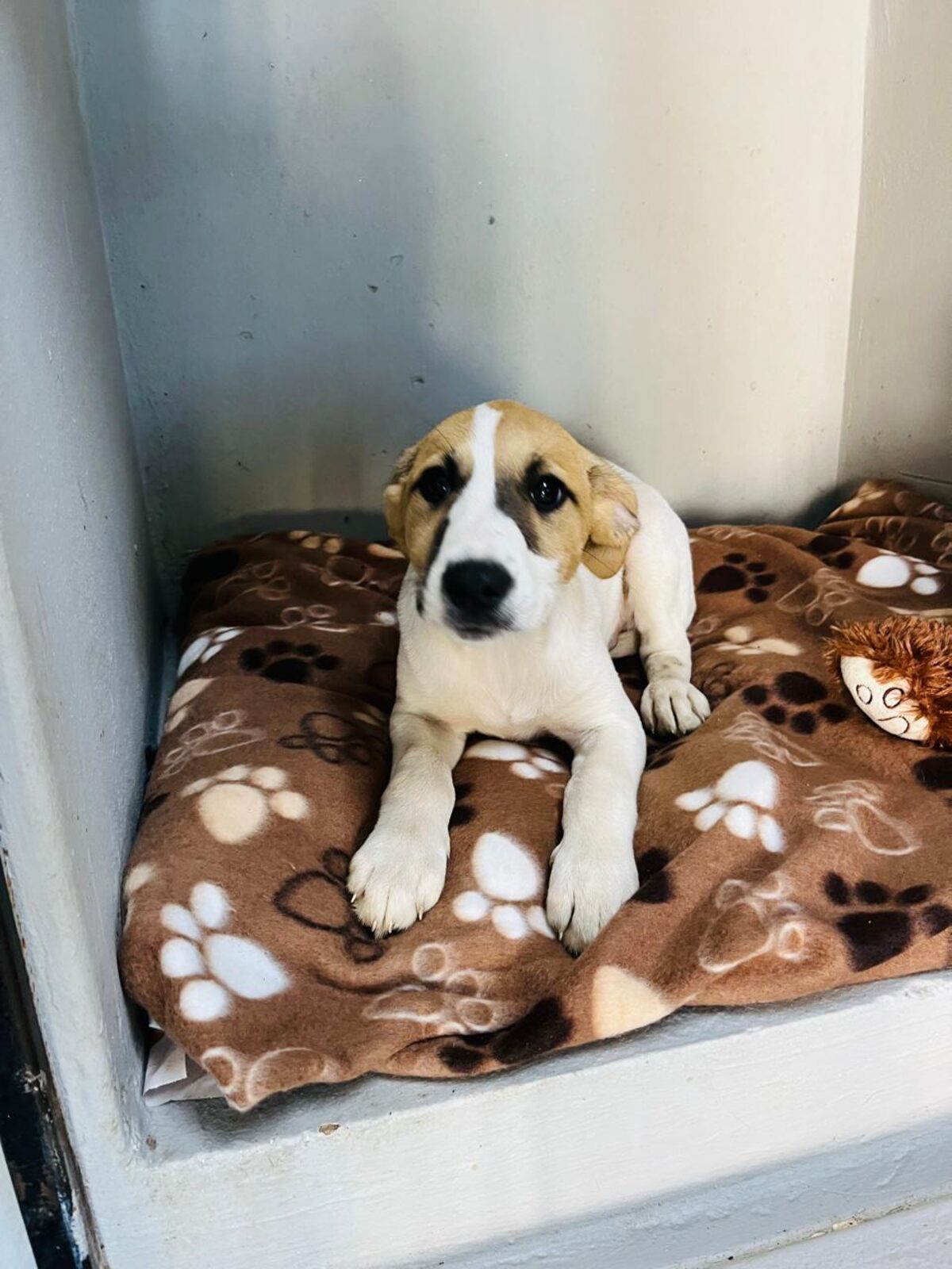 JBay Animal Rescue Sanctuary seeks homes for rescued dogs and cats in Jeffreys Bay.