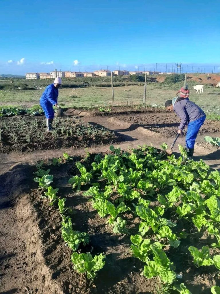 Young people gain agricultural skills through Ocean View vegetable garden initiative.