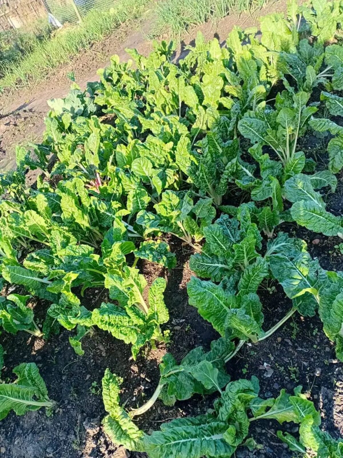 Young people gain agricultural skills through Ocean View vegetable garden initiative.