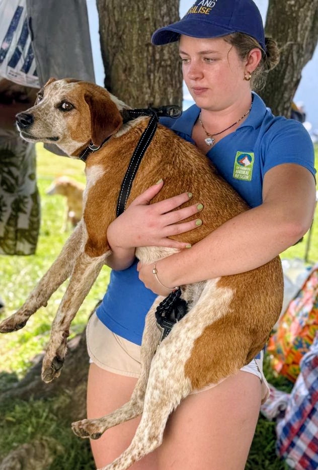 The white and tan Coonhound cross has been missing since escaping from kennels in Humansdorp.