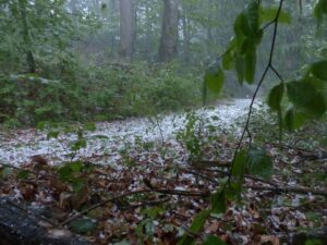 Disaster management teams activated following hailstorms in three local municipalities