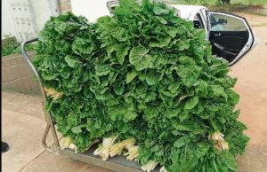 Young people put qualifications together to create agribusiness