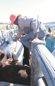 Ntinga OR Tambo Development Agency rolls out animal branding