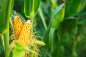 Maize Support Programme to boost emerging farmers