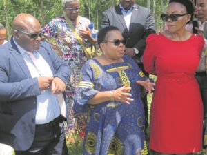 Traditional councils given control of forestry plantations