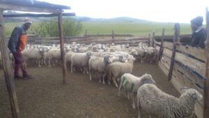 Sulenkama Police recover 74 stolen sheep