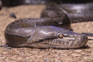 Residents living in fear following claims of a giant snake roaming in their community