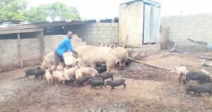 Piggery helps youths escape from drug addiction