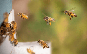 Honey co-operatives receive beehive pollination units