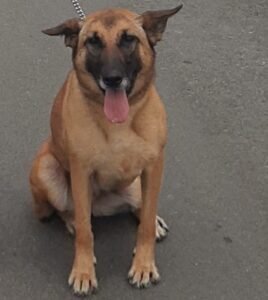 Mthatha police needs help to find missing K9 colleague