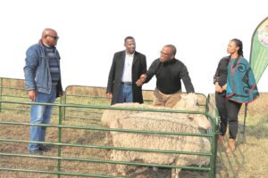 Tsolo, Qumbu villages receive shearing sheds to assist sheep farmers
