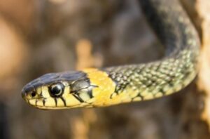 KSD | Department of Social Development offices closed due to outbreak of snakes