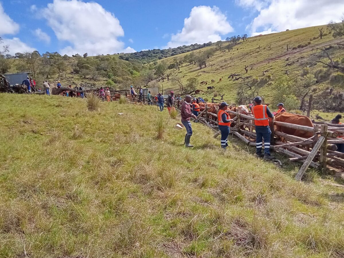 Youth spray livestock with a reflective spray that is invisible to the naked eye but reflects at night when under a light.