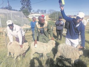 OR Tambo District farmers given advice on sheep breeding