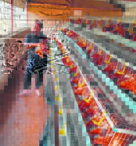 Young woman embarks on poultry farming