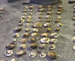 Four suspects nabbed for alleged abalone poaching to appear in East London Magistrate’s Court