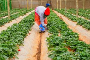Farmers encouraged to increase production