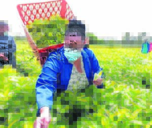 Government forecasts ailing tea estates to break-even by 2024