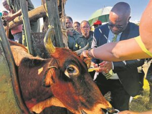 Livestock identification and traceable system launched