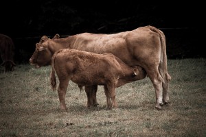 OR Tambo District fights stock theft and GBV