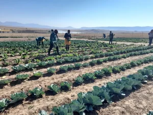 Mass food poisoning hits Mthatha agricultural school