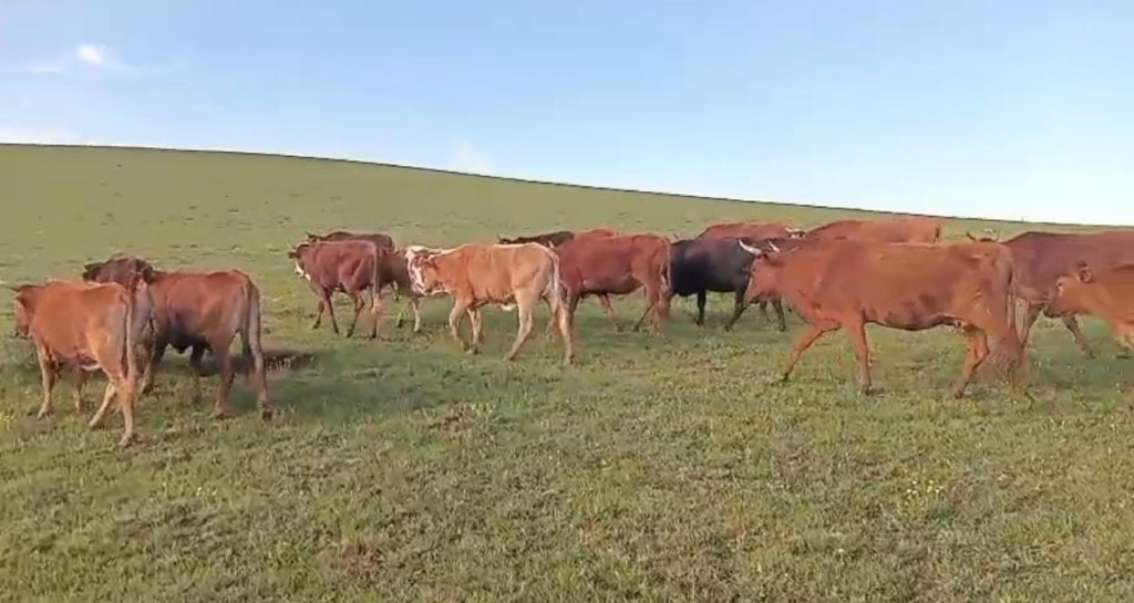 Two suspects appeared in Ngcobo Magistrate's Court facing charges of possessing stolen cattle worth over R150,000 following swift police action on Monday.