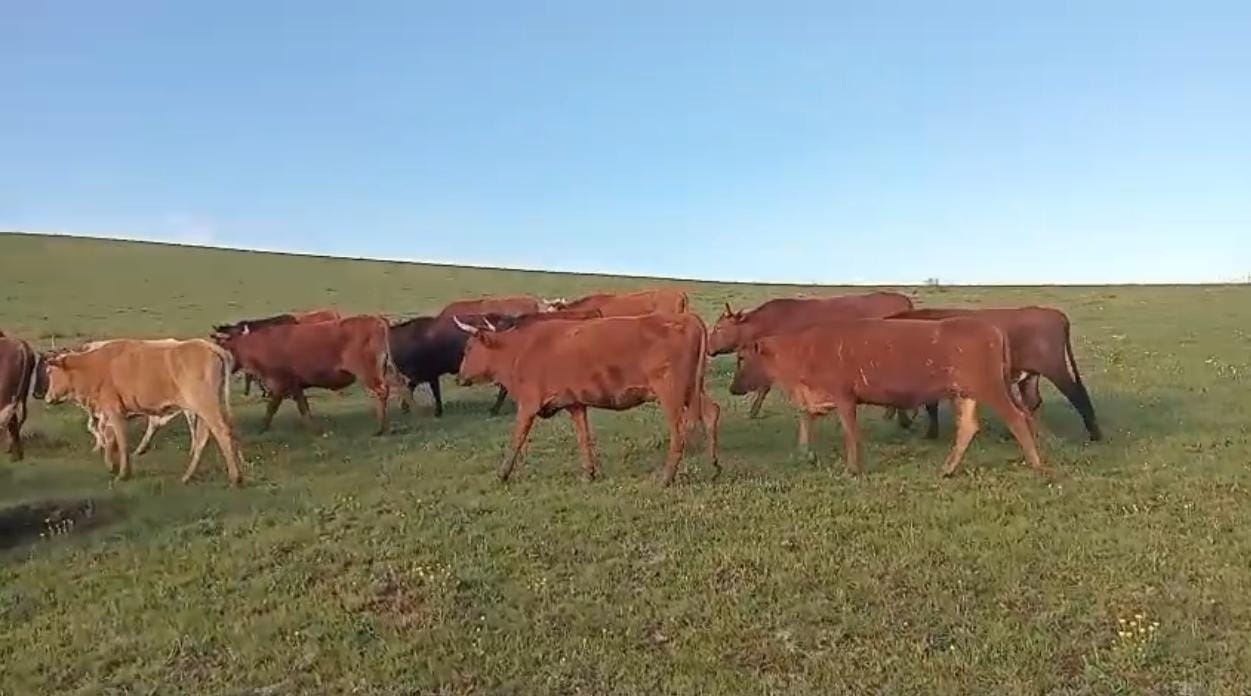 Two arrested for R150,000 livestock theft after police tip-off