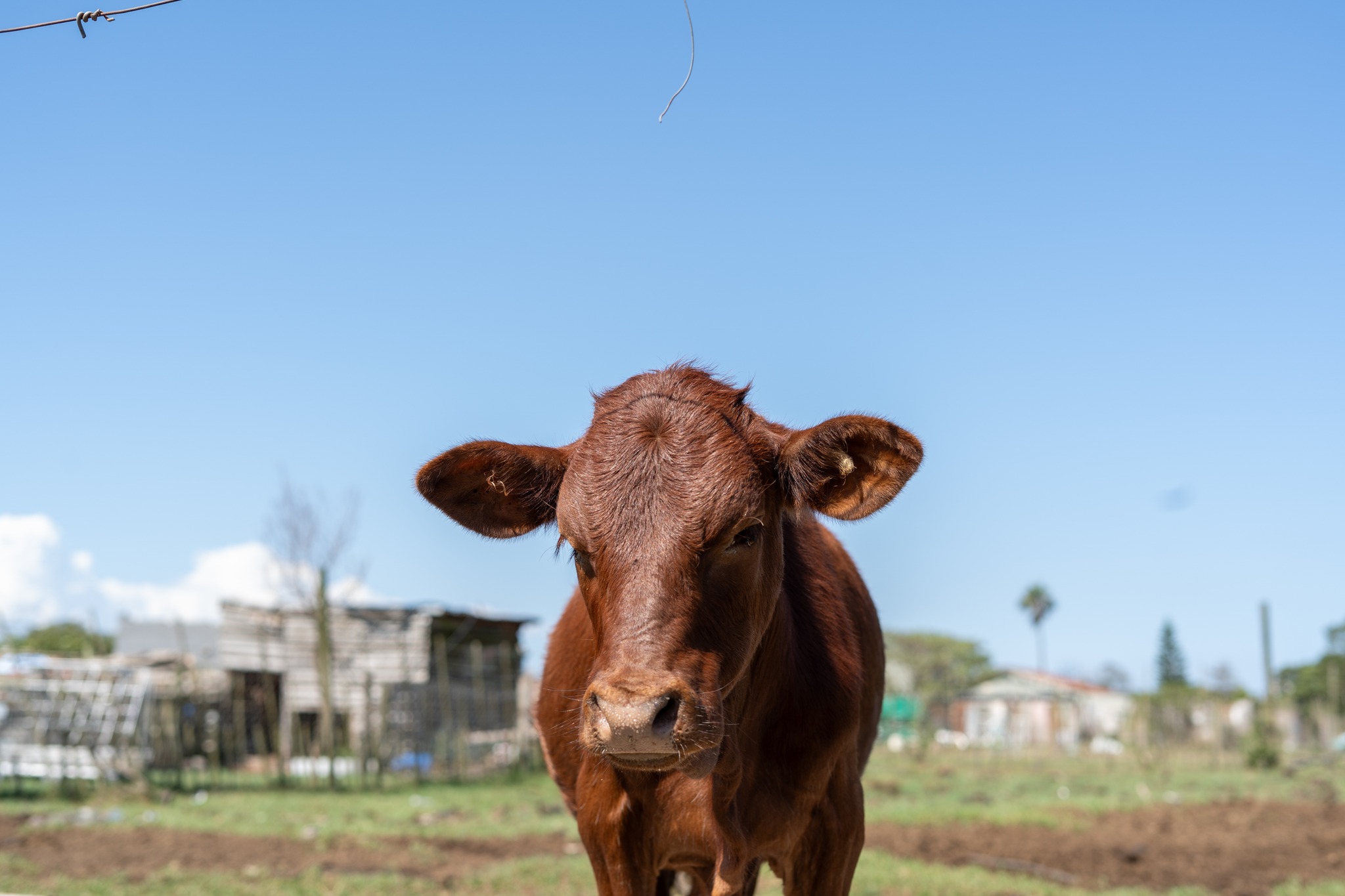 Foot-and-Mouth Disease: All livestock in Kruisfontein vaccinated