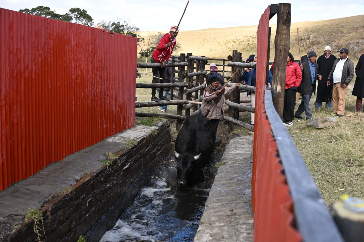 The first cattle are dipped at the newly renovated Mangathi Dip Tank in the Mbhashe Local Municipality area.