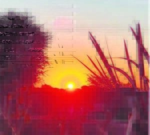 Ons Kalahari: ’n Songroet in vele skakerings